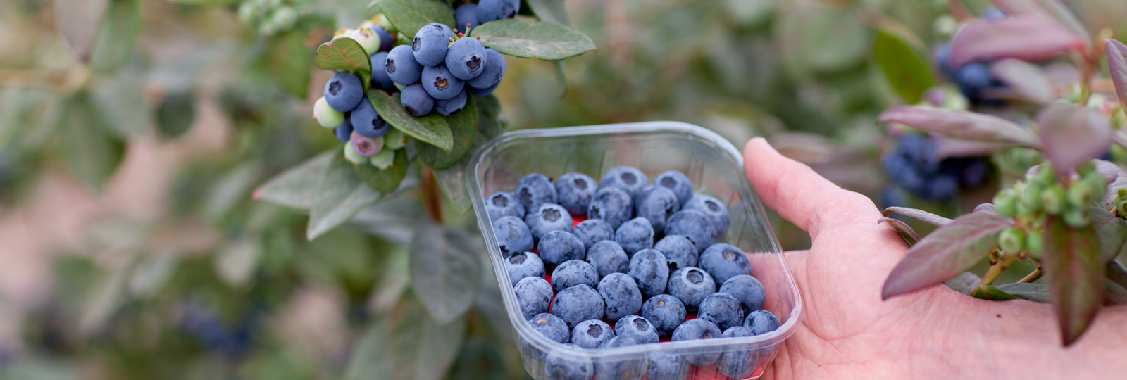 Heidelbeeren -SurExport