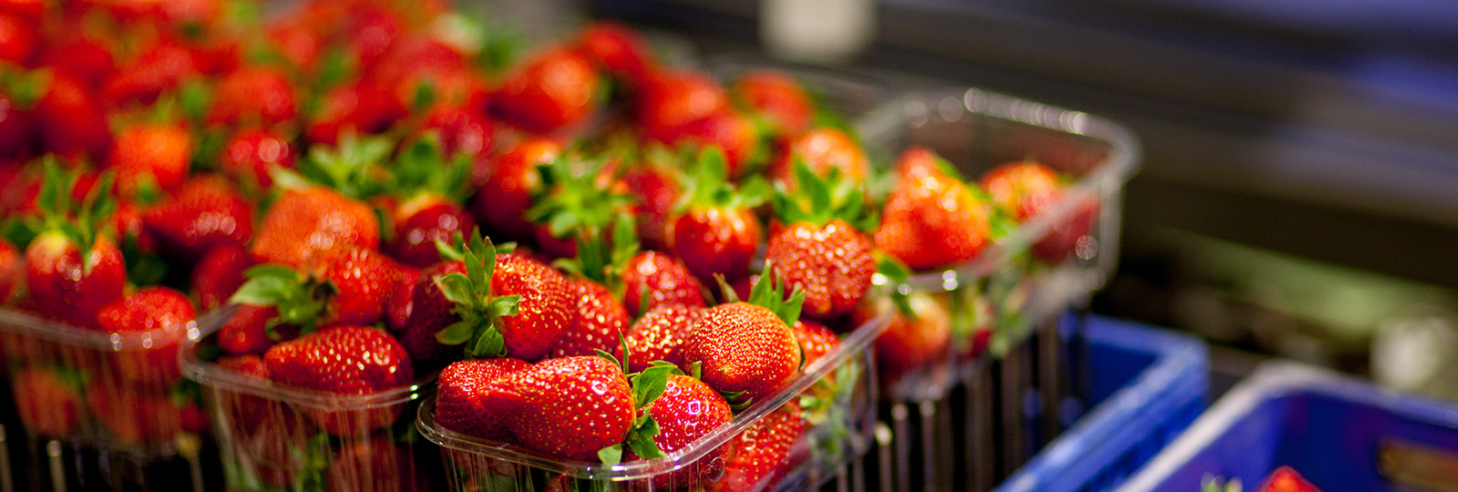 Food Safety -SurExport