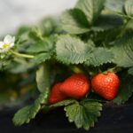 New research supports the link between strawberry consumption and heart health