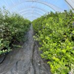 Surexport renews its quality certificates